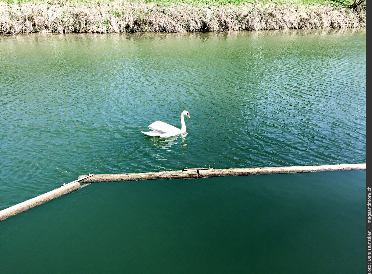 Schwan schwimmt im Canal de Huningue